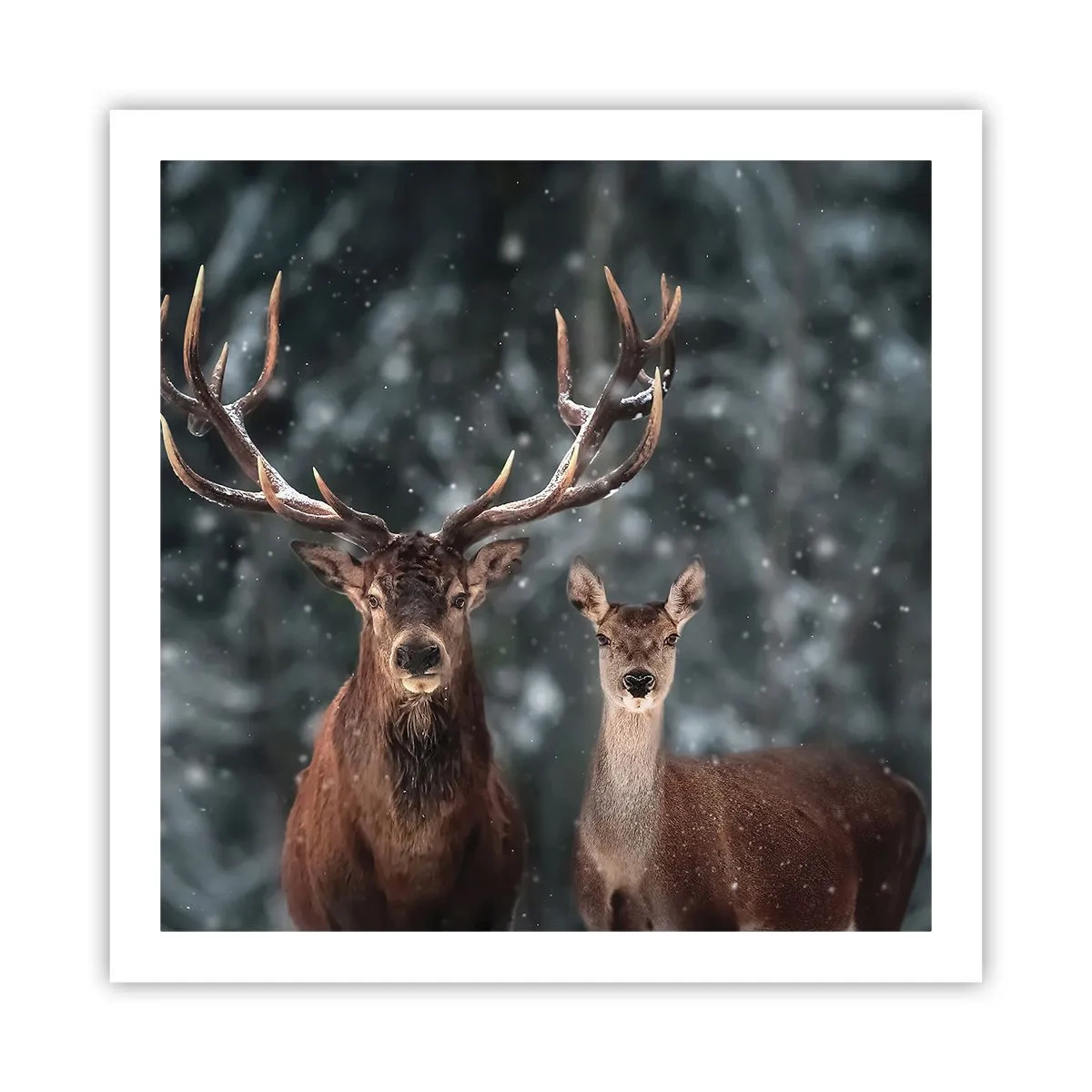 Poster - Master of the Forest with His Wife - 60x60 cm