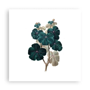 Poster - From the Old Herbarium - 60x60 cm