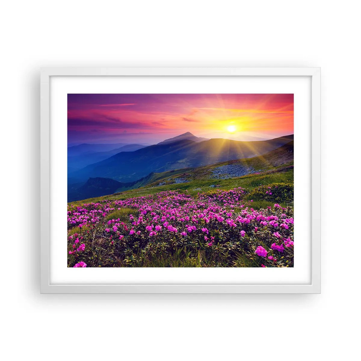 Poster in white frmae - Surrounded by Mountain Pine and Herbs - 50x40 cm