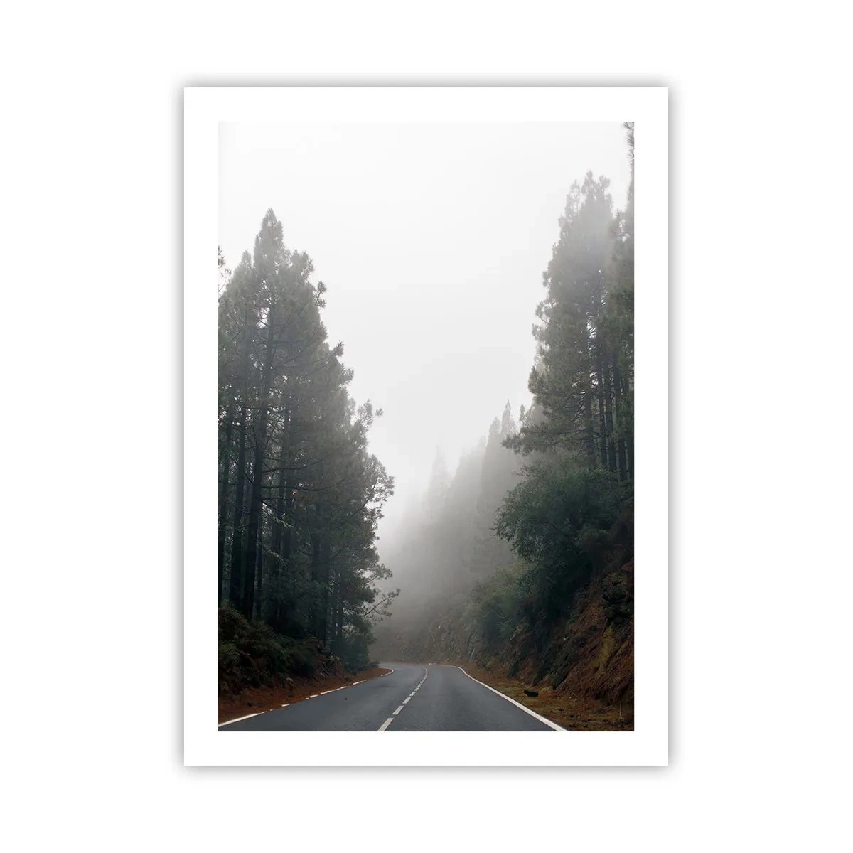 Poster - Tale of a Magic Forest - 50x70 cm