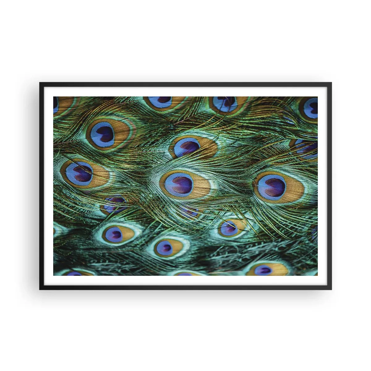 Poster in black frame - Peacock Eyes - 100x70 cm