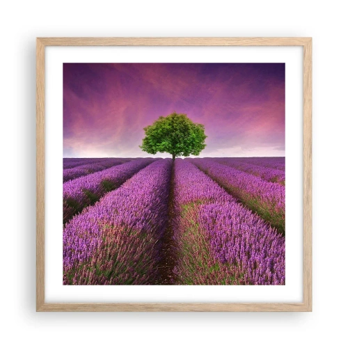 Poster in light oak frame - In the Fields of Lavender - 50x50 cm