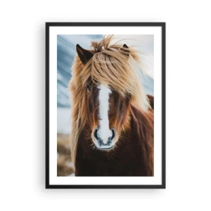Poster in black frame - A close-up of an Icelandic horse with a flowing mane against a natural backdrop. - 50x70cm - Can You Feel the Freedom? - Modern wall decoration for the living room and bedroom ARTTOR