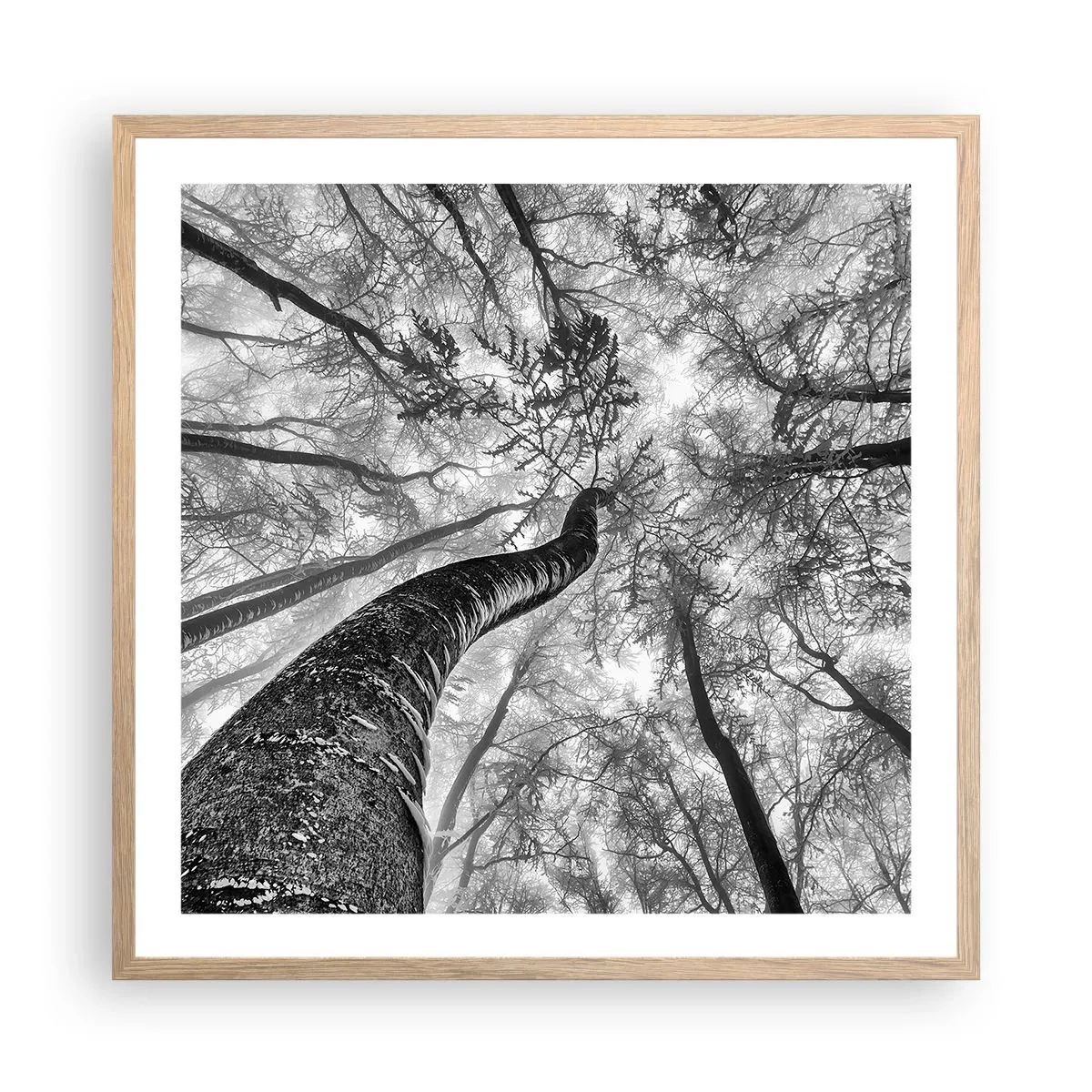 Poster in light oak frame - Race for the Light - 60x60 cm
