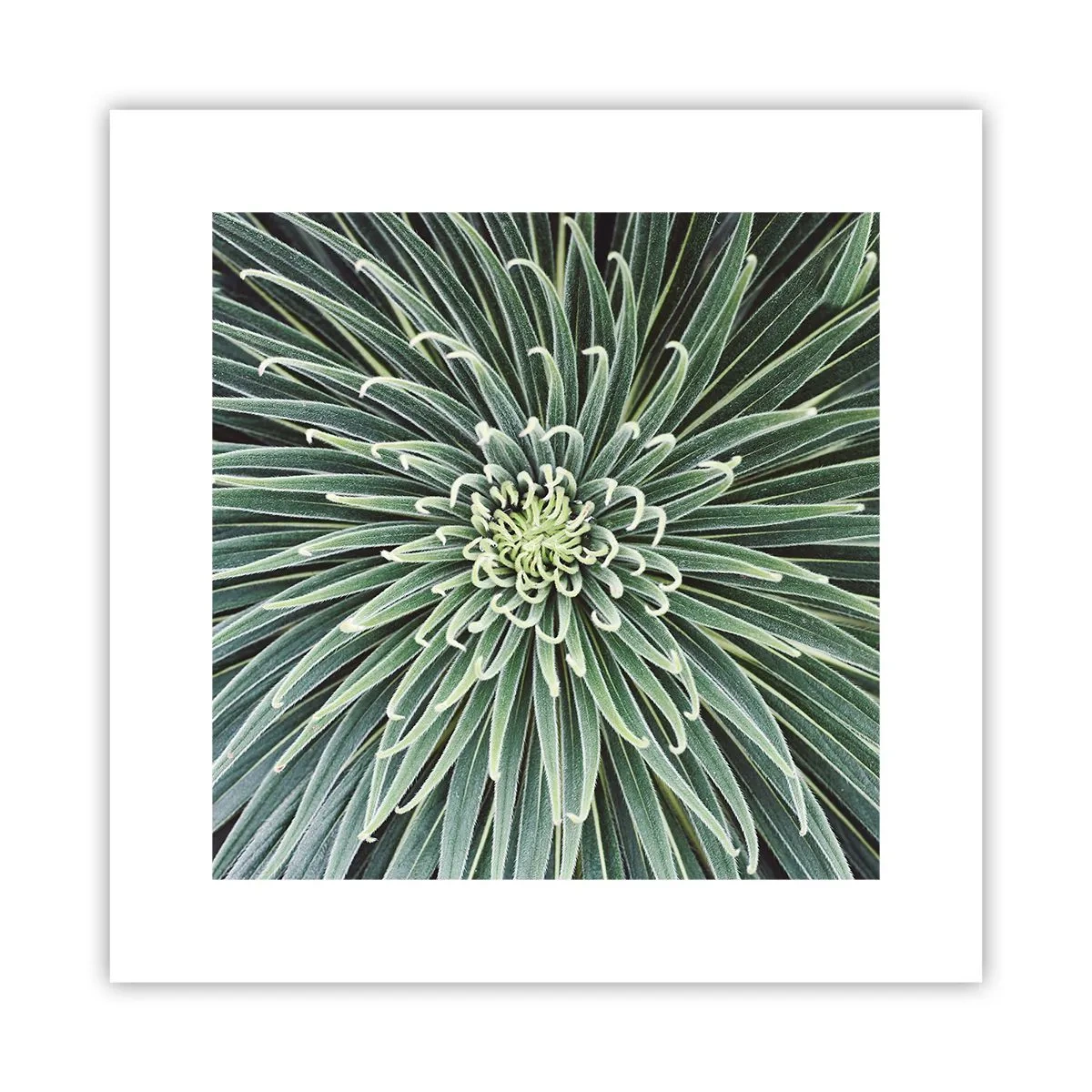 Poster - Birth of a Star - 30x30 cm