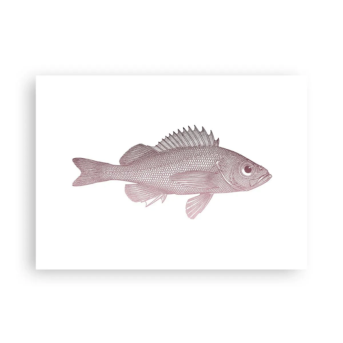 Poster - Big-eyed Fish - 70x50 cm