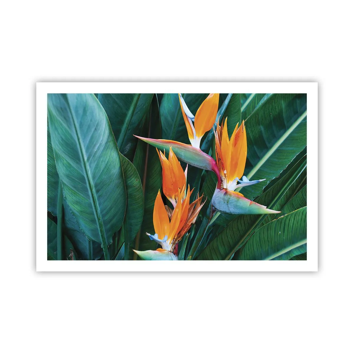 Poster - Is It a Flower or a Bird? - 91x61 cm
