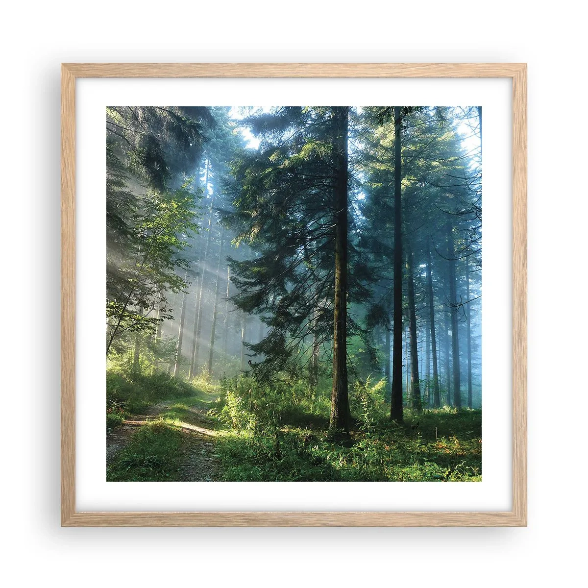 Poster in light oak frame - Radiant at Dawn - 50x50 cm