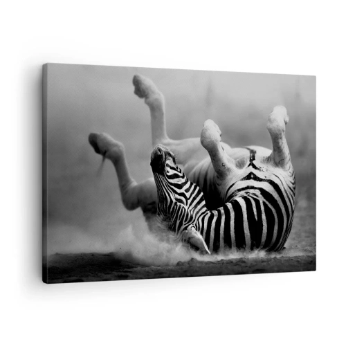 Canvas picture - A black and white zebra rolling in the sand - 70x50cm - Rolling out Laughing - Modern wall decoration for the living room and bedroom ARTTOR