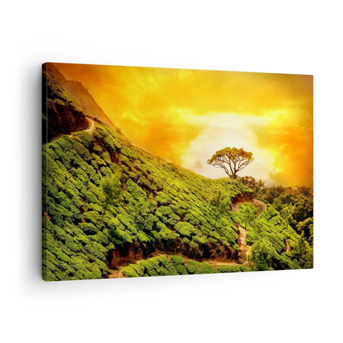 Canvas picture - Green hills of tea plantations at sunset - 70x50cm - Winding Path, Green Slope - Modern wall decoration for the living room and bedroom ARTTOR