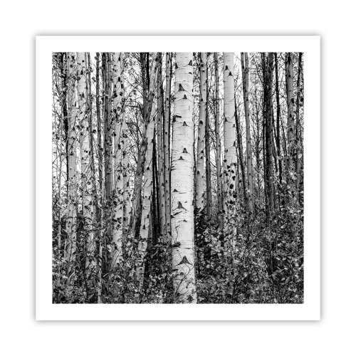 Poster - Birch Colonnade - 60x60 cm