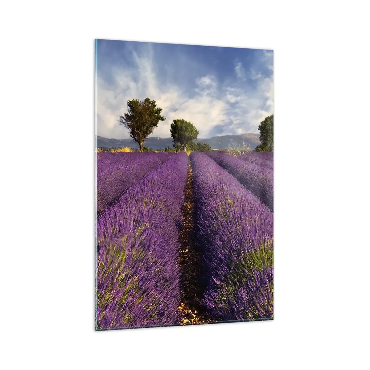 Glass picture - Lavender Fields - 80x120 cm