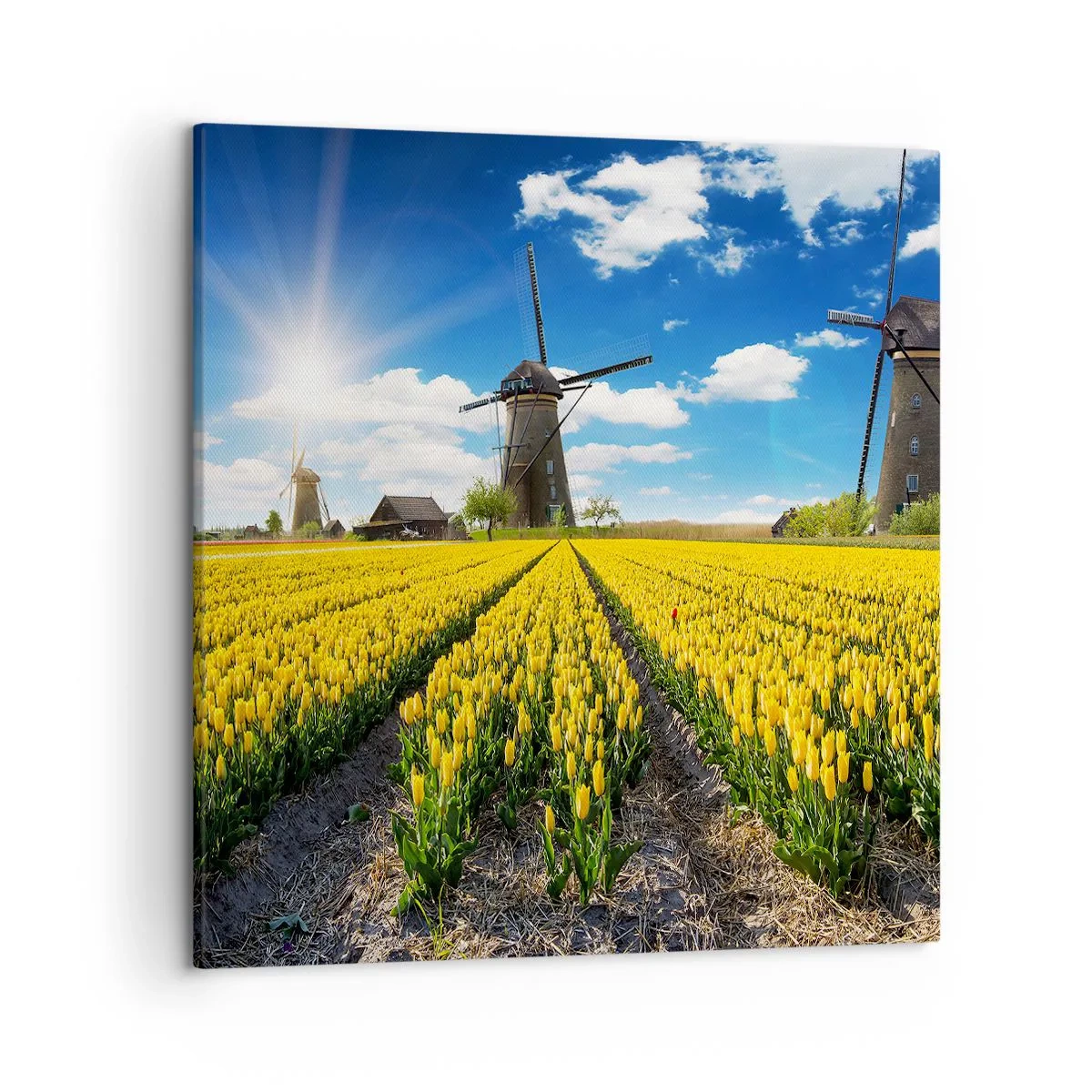 Canvas picture - It Can't Be More Dutch - 50x50 cm