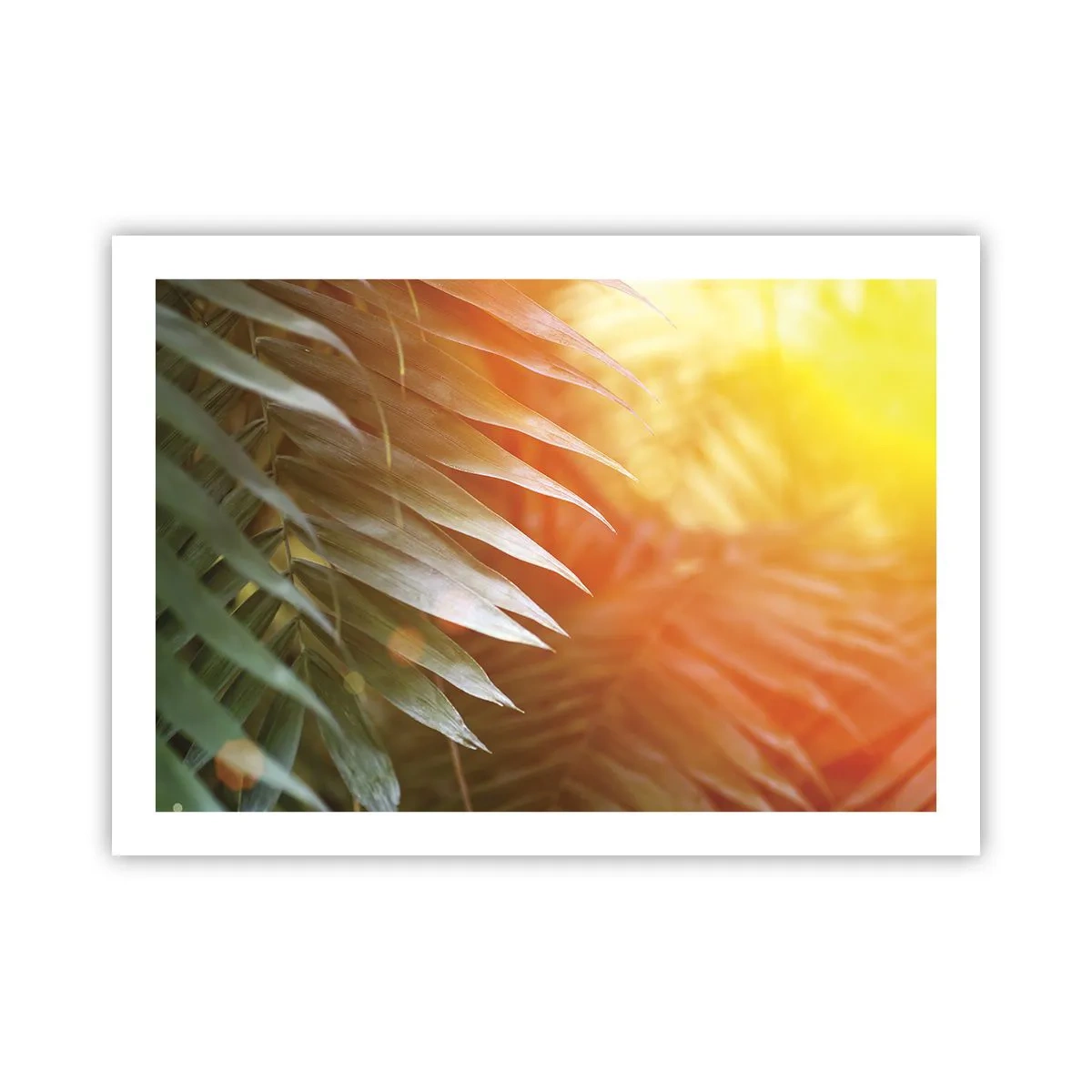 Poster - Morning in the Jungle - 70x50 cm