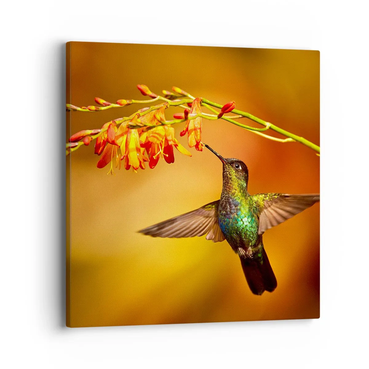 Canvas picture - Messenger of Light according to the Mayans - 40x40 cm