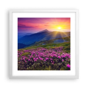 Poster in white frmae - Surrounded by Mountain Pine and Herbs - 40x40 cm