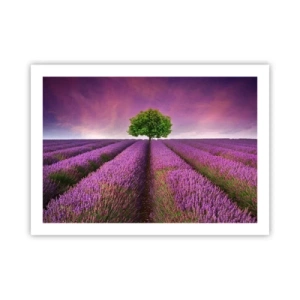 Poster - In the Fields of Lavender - 70x50 cm