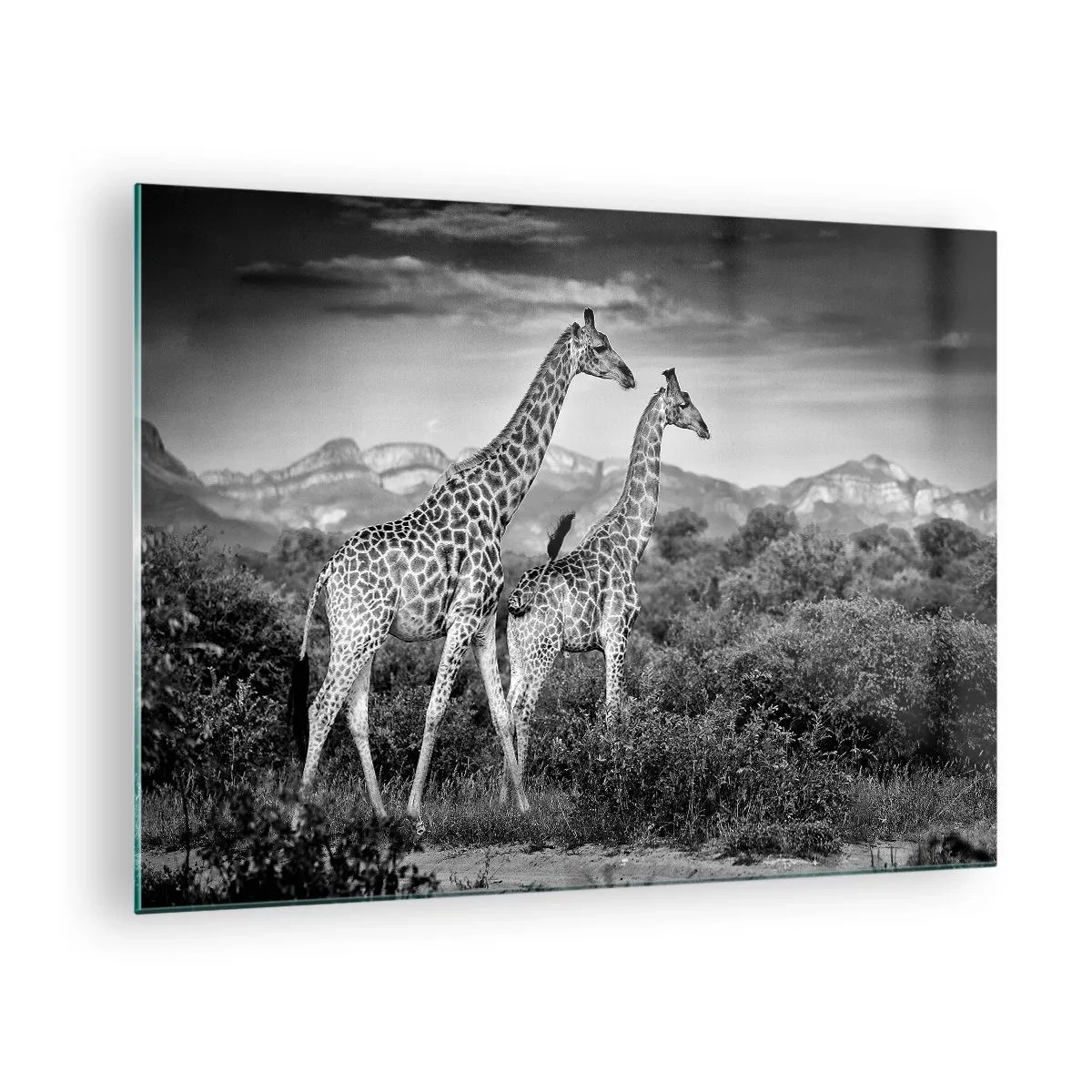 Glass picture - black and white photograph of two giraffes in the savannah. - 70x50cm - Higher Spheres in Africa - Modern wall decoration for the living room and bedroom ARTTOR
