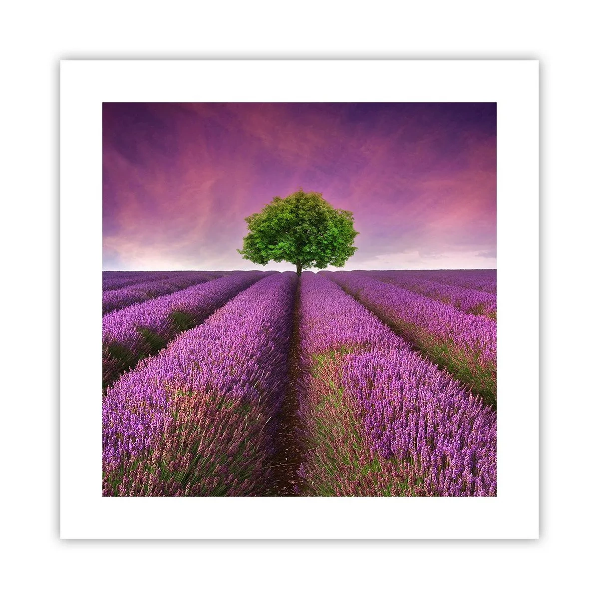 Poster - In the Fields of Lavender - 40x40 cm