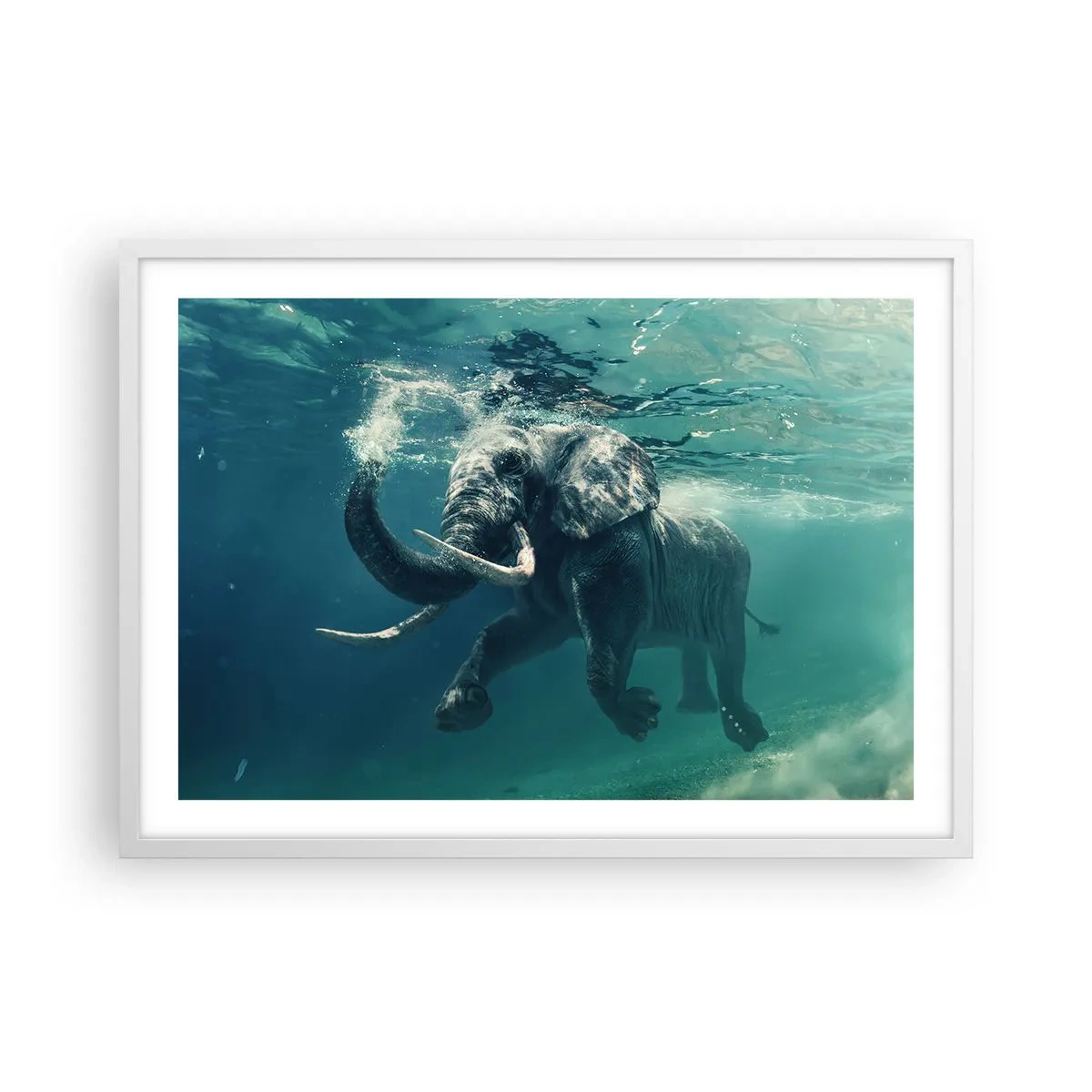 Poster in white frmae - Everyone Likes to Swim - 70x50 cm