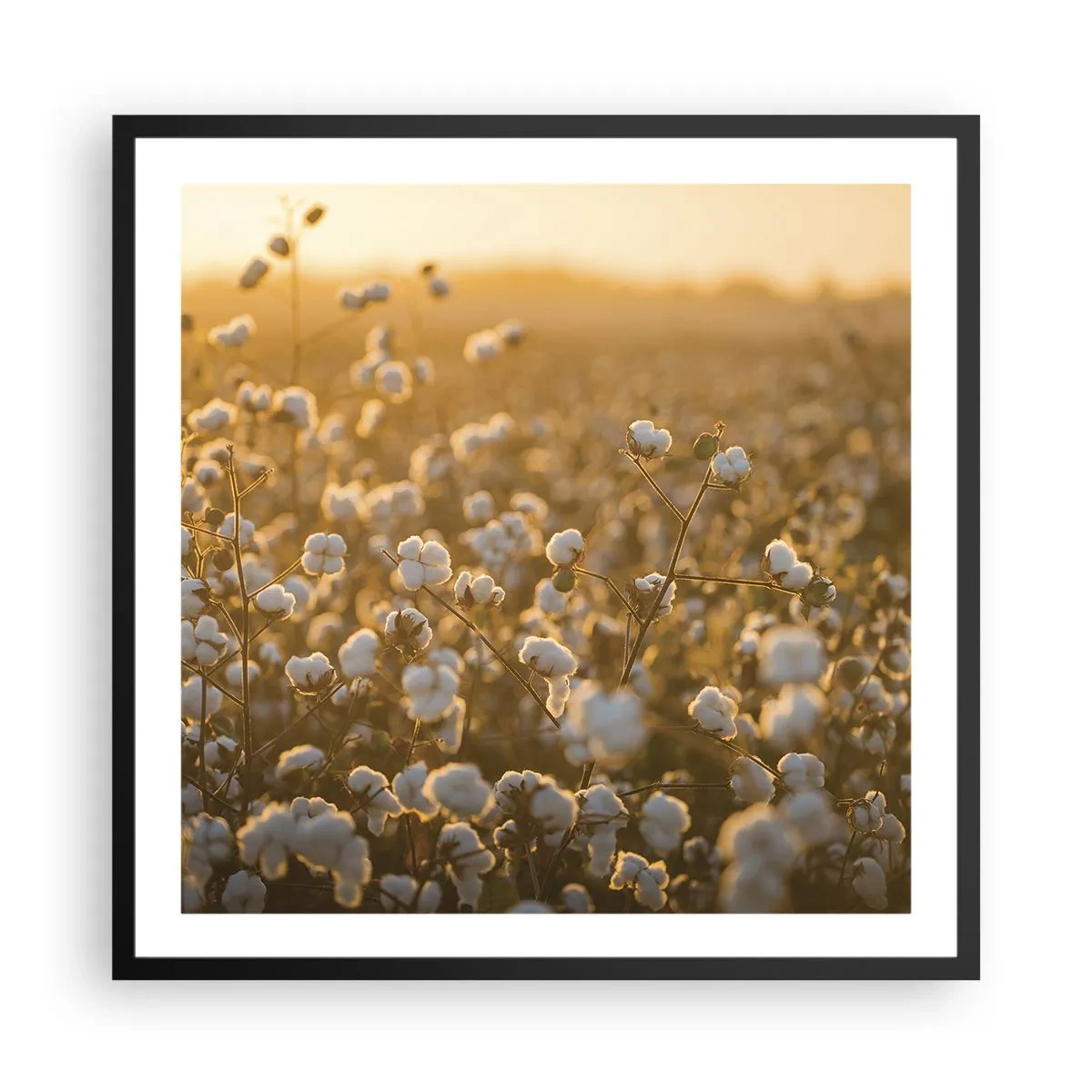 Poster in black frame - Fluffy Field - 60x60 cm