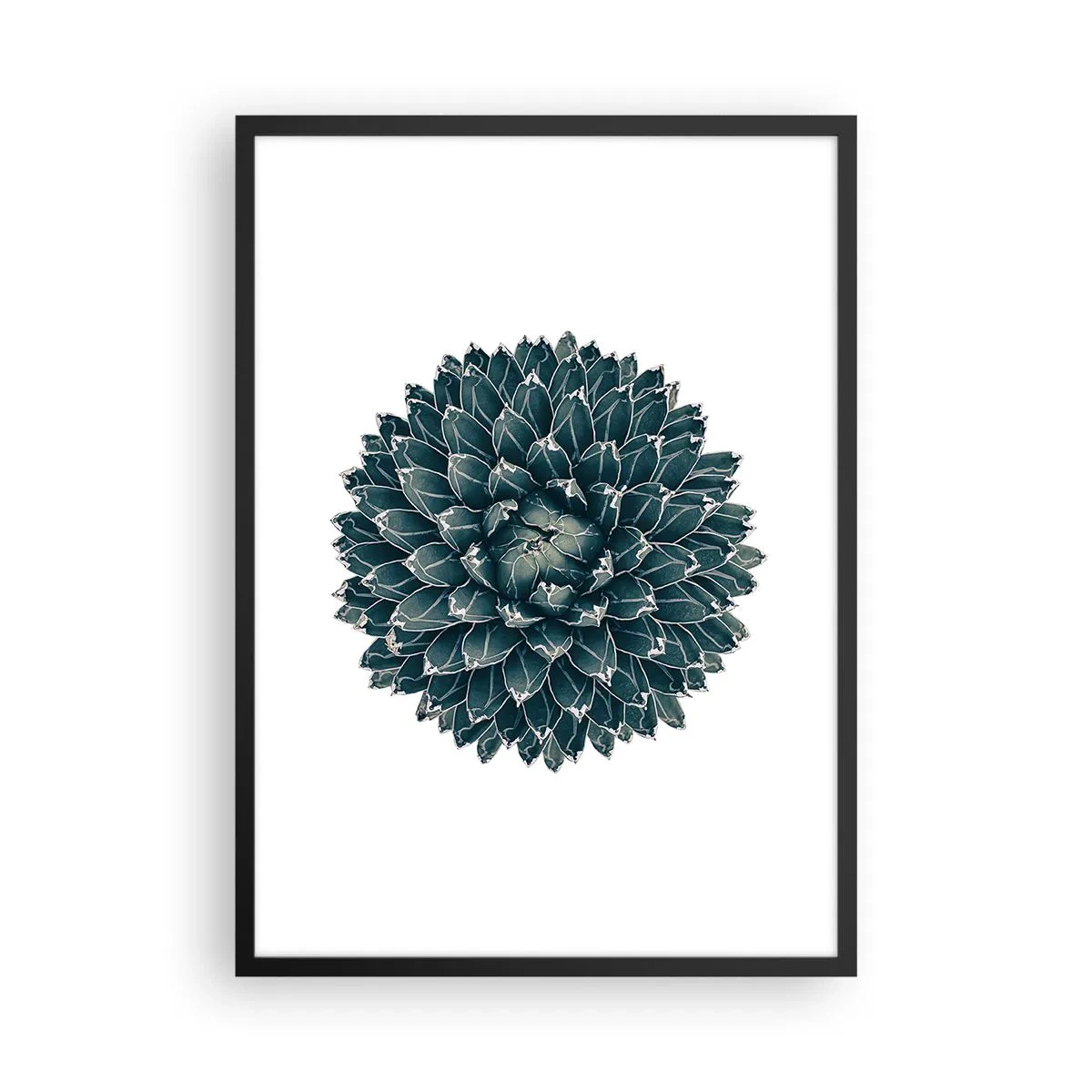 Poster in black frame - Detail of a succulent with a symmetrical arrangement of leaves - 50x70cm - Star of the Desert - Modern wall decoration for the living room and bedroom ARTTOR