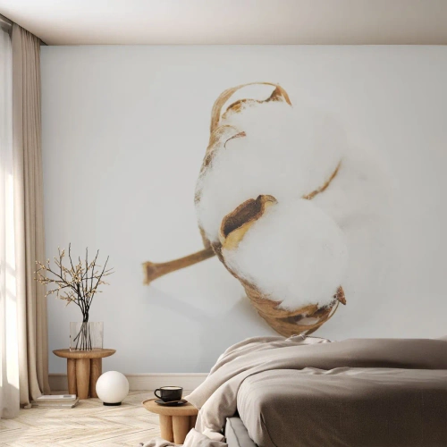 Photo Wallpaper Premium Canvas - Soft By Nature - Cotton, Minimalistic, Flower - 150x105 cm