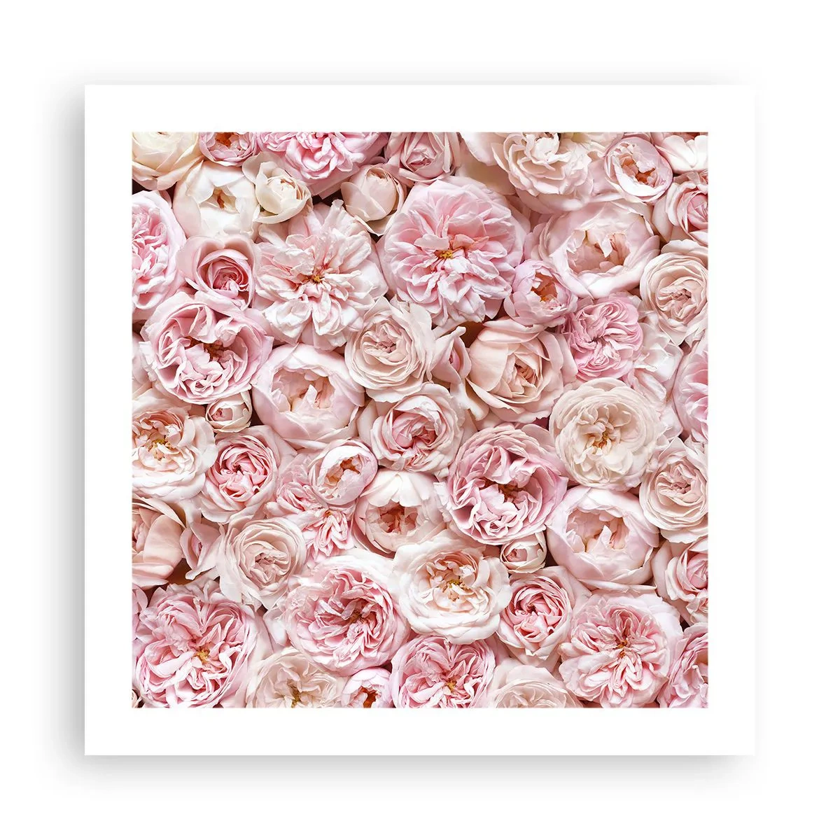Poster - Decked with Roses - 50x50 cm