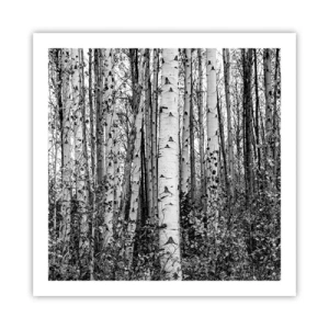 Poster - Birch Colonnade - 60x60 cm