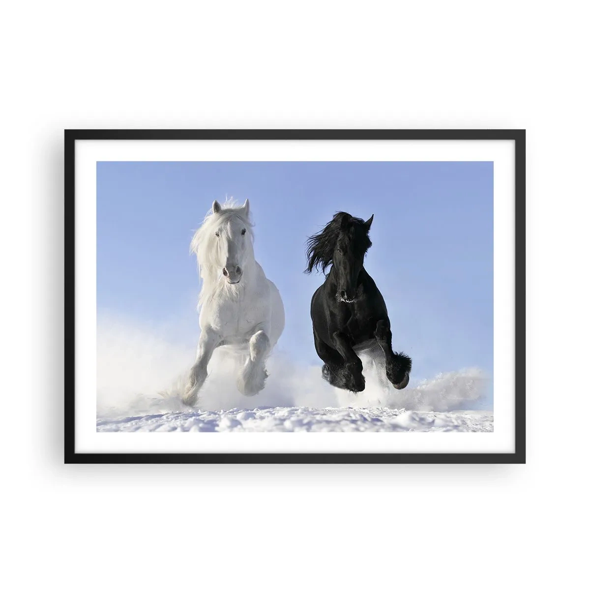 Poster in black frame - Black and White Gallop - 70x50 cm
