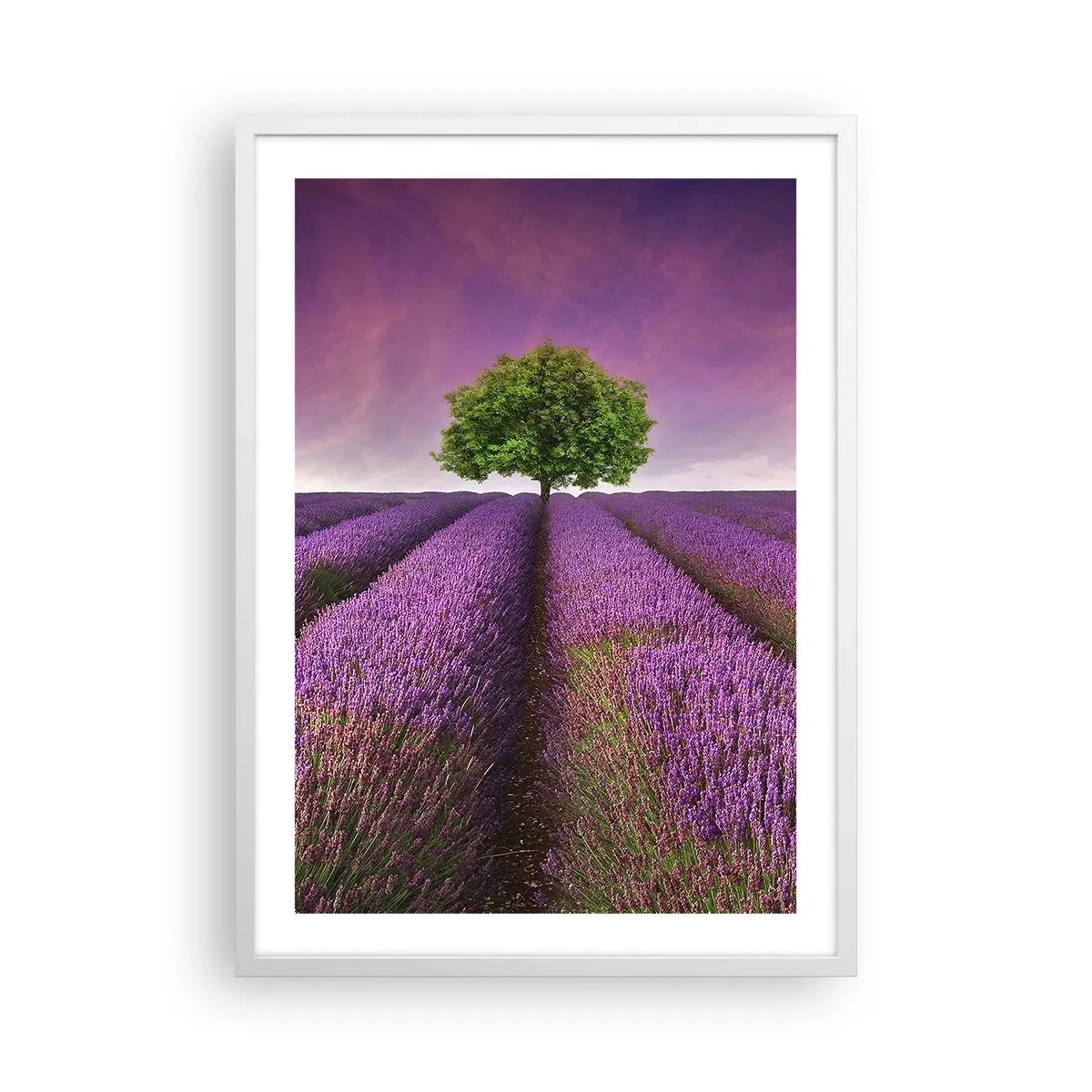 Poster in white frmae - In the Fields of Lavender - 50x70 cm