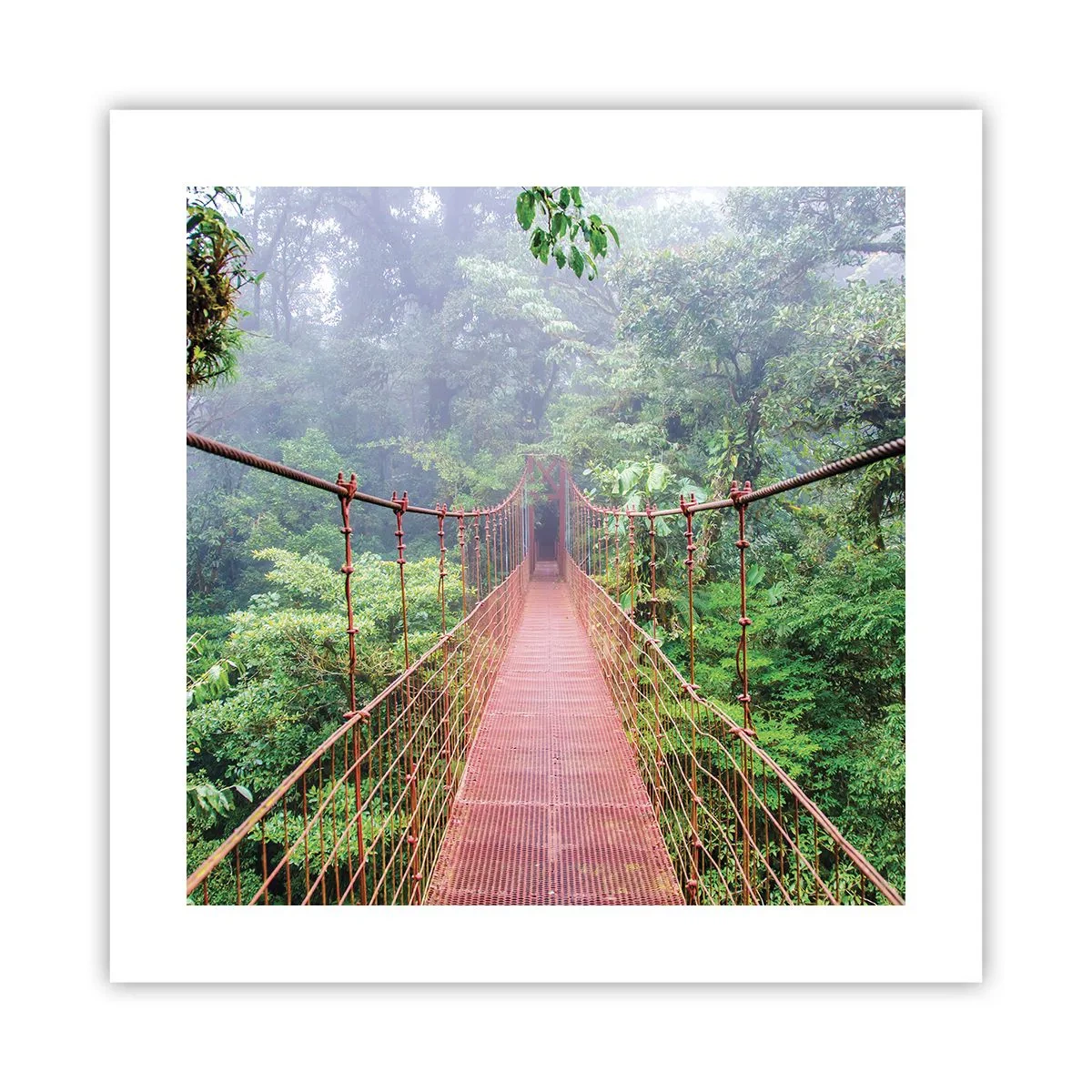 Poster - Suspended above Crowns - 40x40 cm