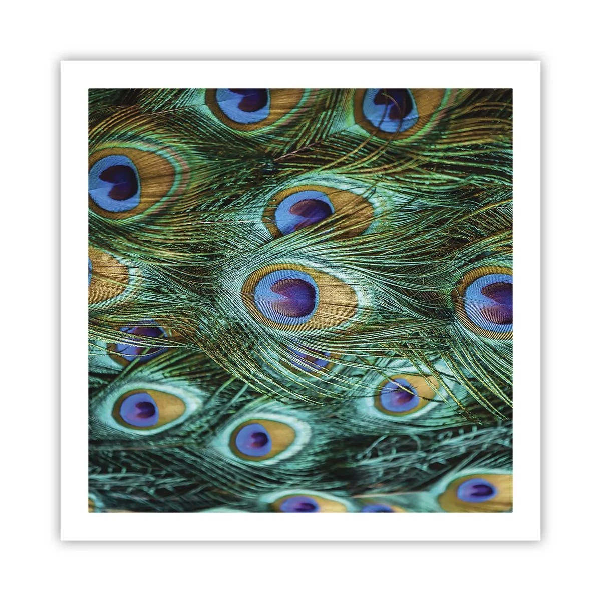 Poster - Peacock Eyes - 60x60 cm