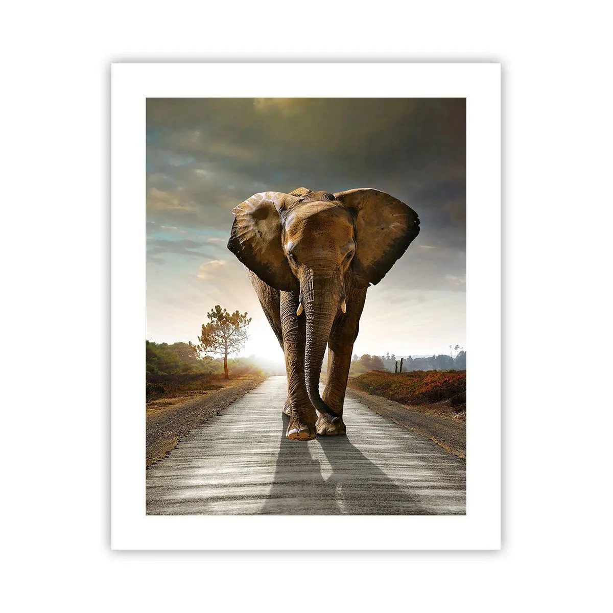 Poster - Not in a China Shop - 40x50 cm