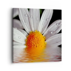 Canvas picture - Sunrise of a Daisy - 40x40 cm