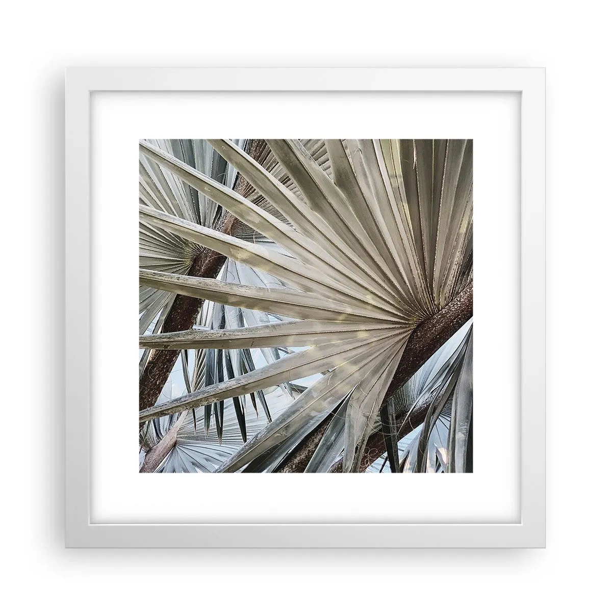 Poster in white frmae - Fans in tropics - 30x30 cm