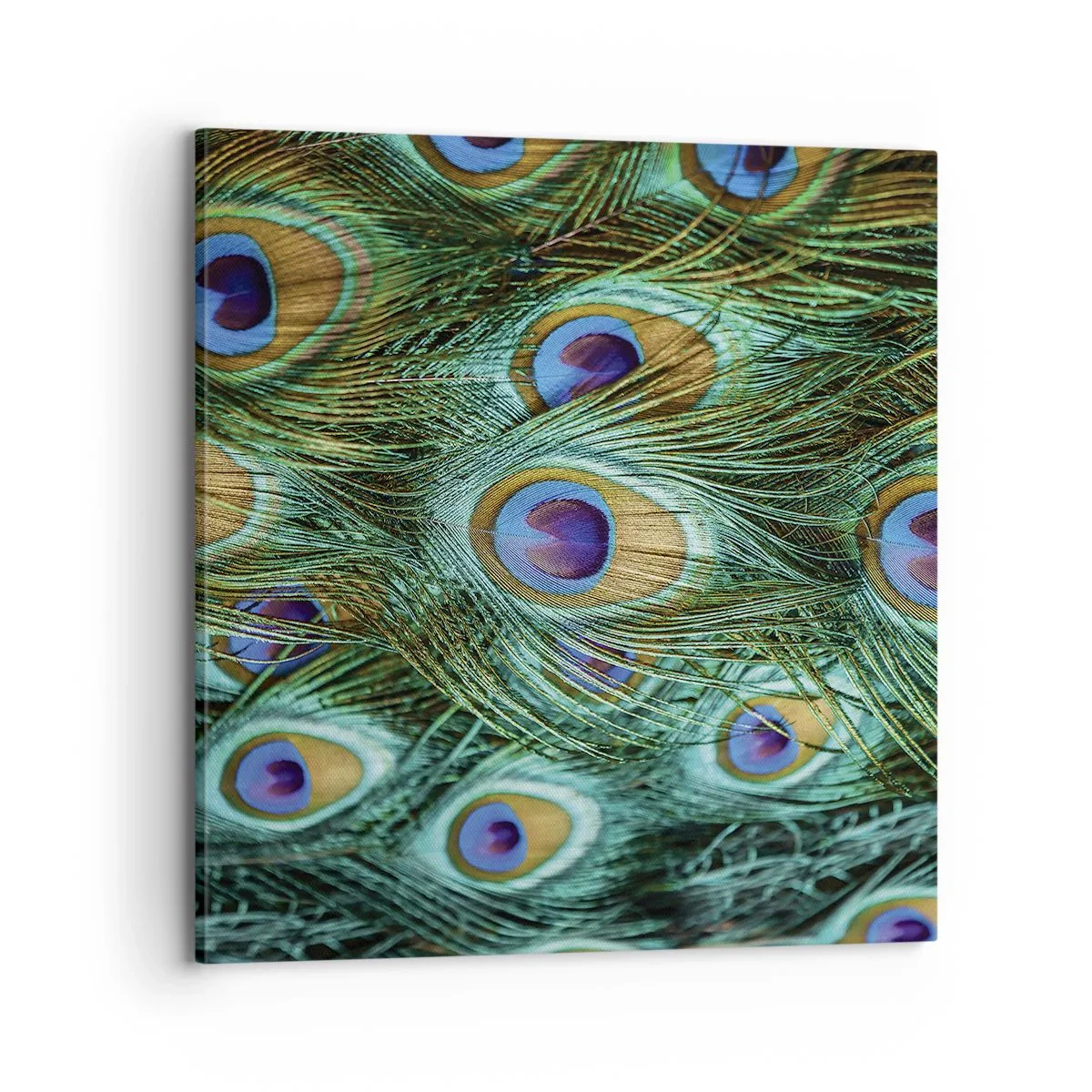 Canvas picture - Peacock Eyes - 70x70 cm