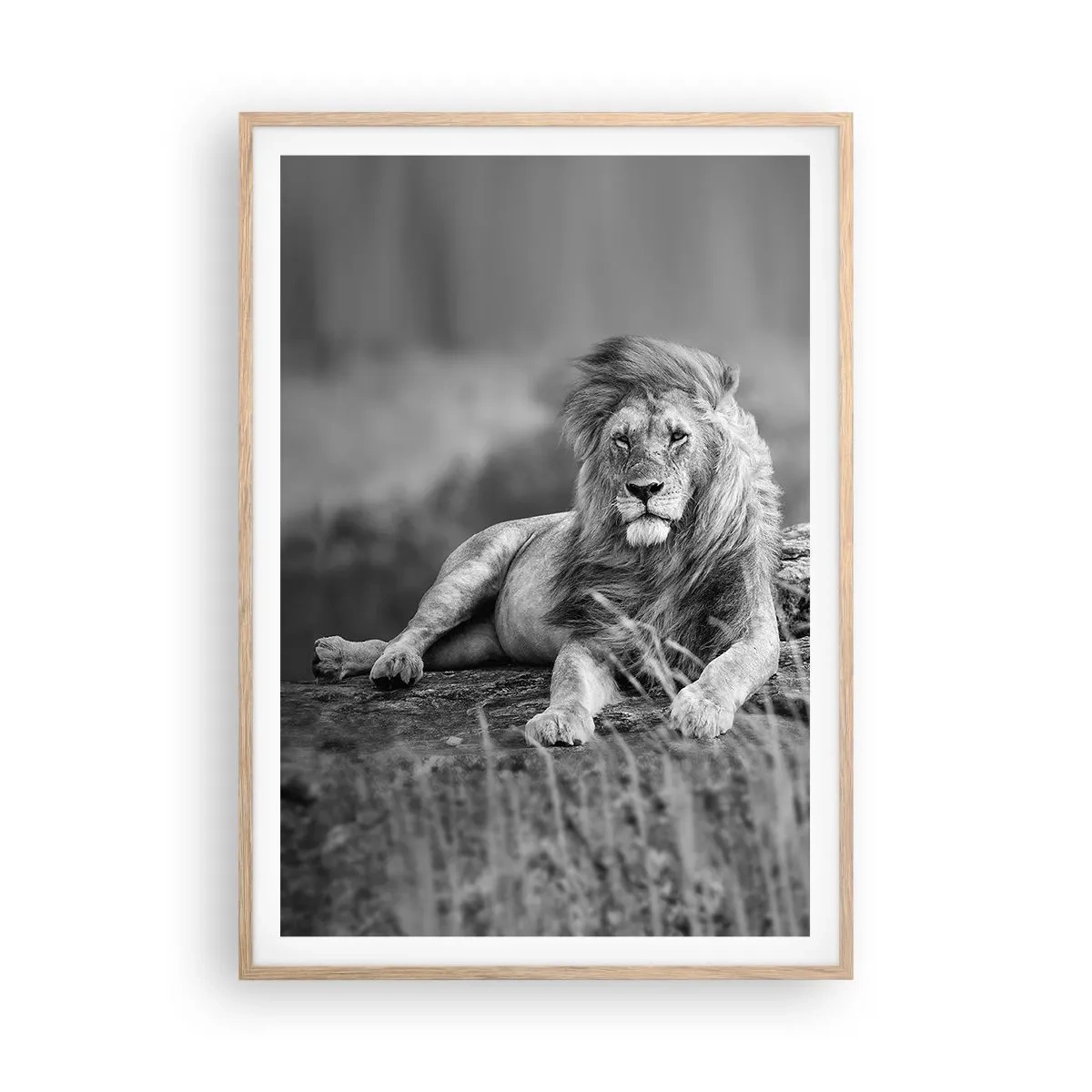 Poster in light oak frame - Royal Siesta - 70x100 cm