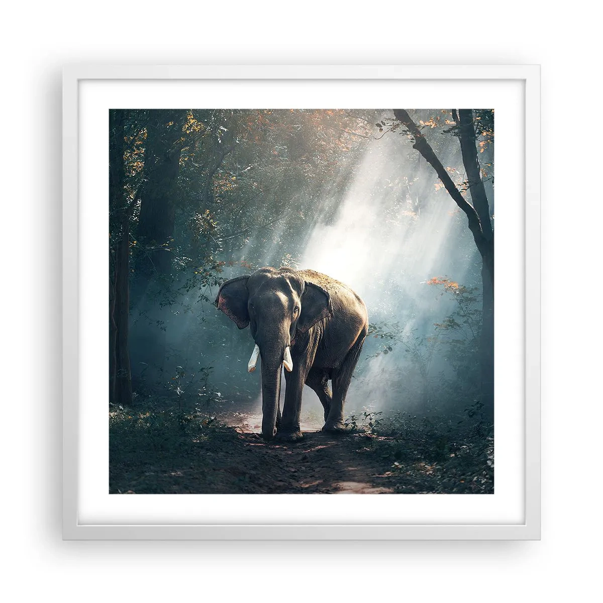 Poster in white frmae - Quiet Stroll - 50x50 cm