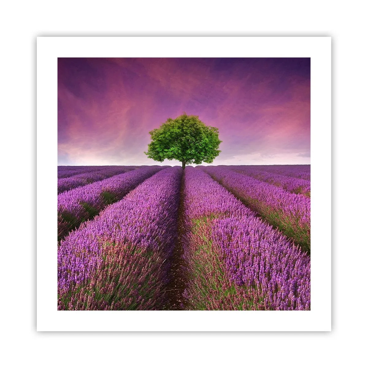 Poster - In the Fields of Lavender - 50x50 cm