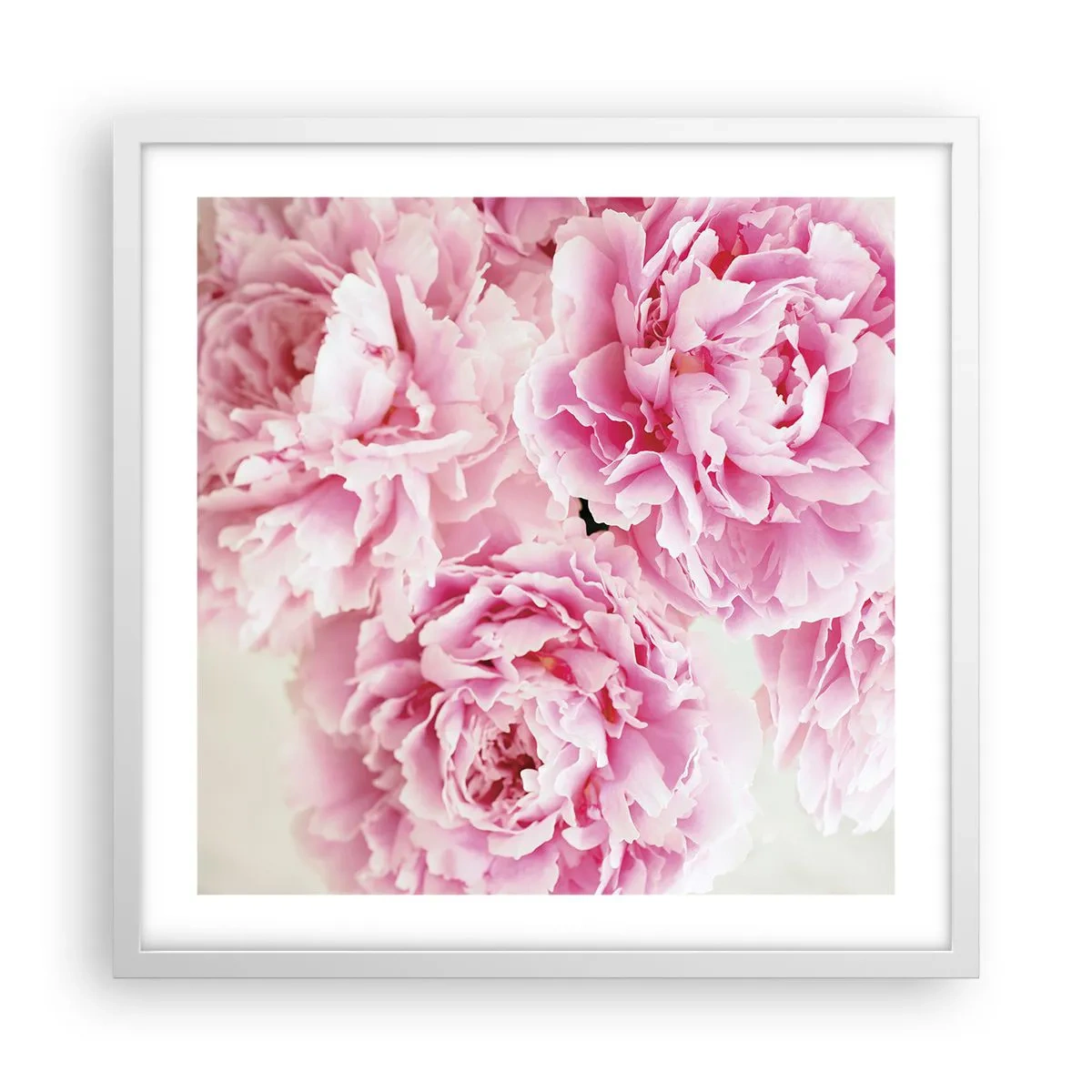 Poster in white frmae - In Pink  Splendour - 50x50 cm