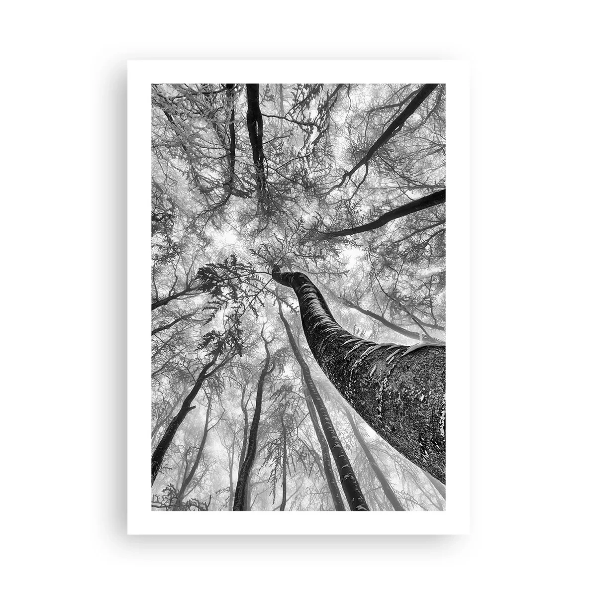 Poster - Race for the Light - 50x70 cm