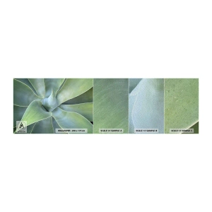 Photo Wallpaper Sample Premium Sand - Birth of Green - Succulent, Agave, Botany - 100x30 cm