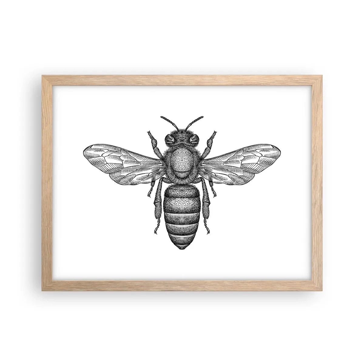 Poster in light oak frame - Insect Portrait - 40x30 cm