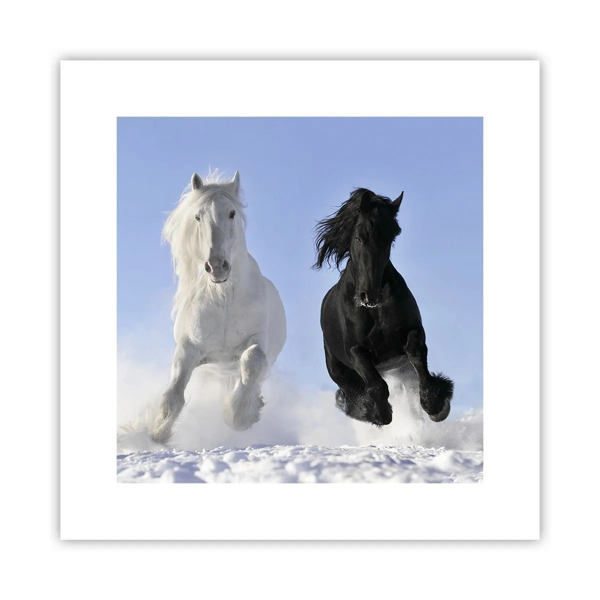 Poster - Black and White Gallop - 30x30 cm