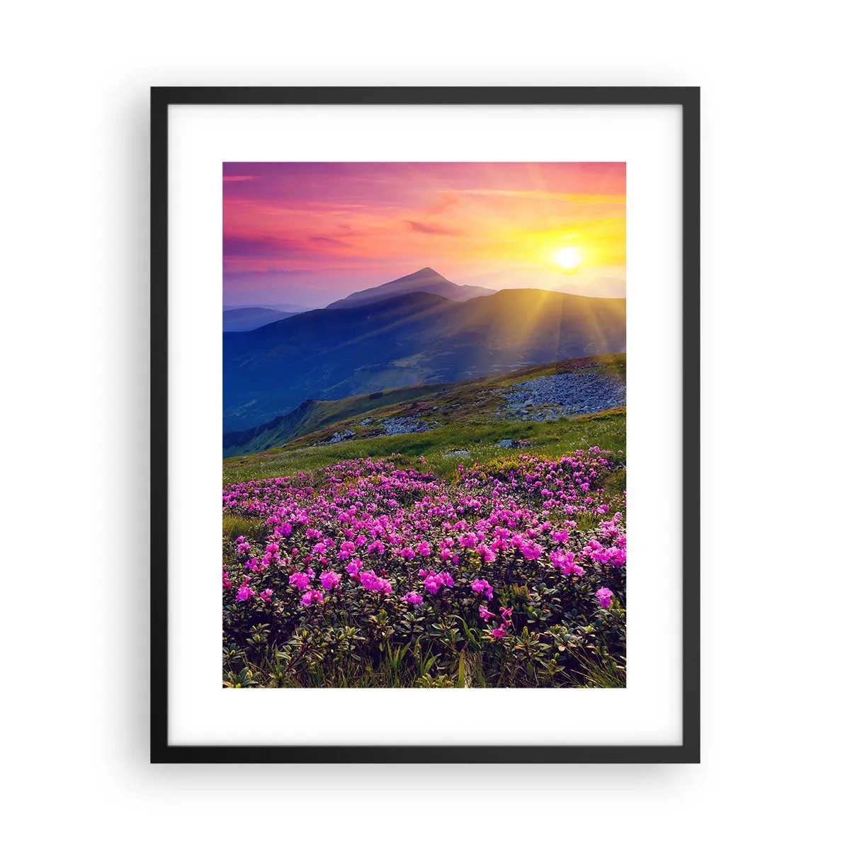 Poster in black frame - Surrounded by Mountain Pine and Herbs - 40x50 cm