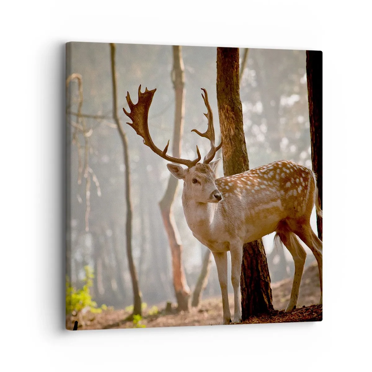 Canvas picture - Light of Youth - 30x30 cm