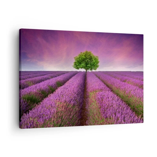 Canvas picture - A lavender field with a lone tree and a purple sky - 70x50cm - In the Fields of Lavender - Modern wall decoration for the living room and bedroom ARTTOR