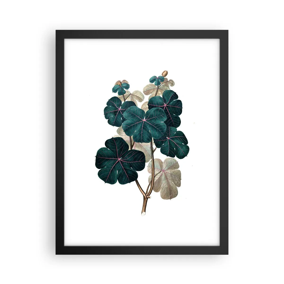 Poster in black frame - From the Old Herbarium - 30x40 cm