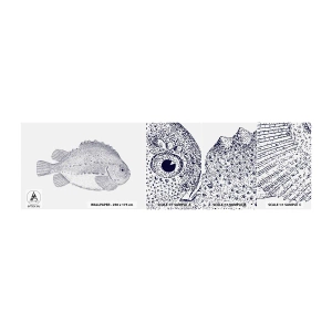 Photo Wallpaper Sample Self-Adhesive Deluxe Sticker - For Natural Scientist's Album - Fish, Maritime, Ocean - 100x30 cm